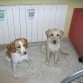 lluna y estel